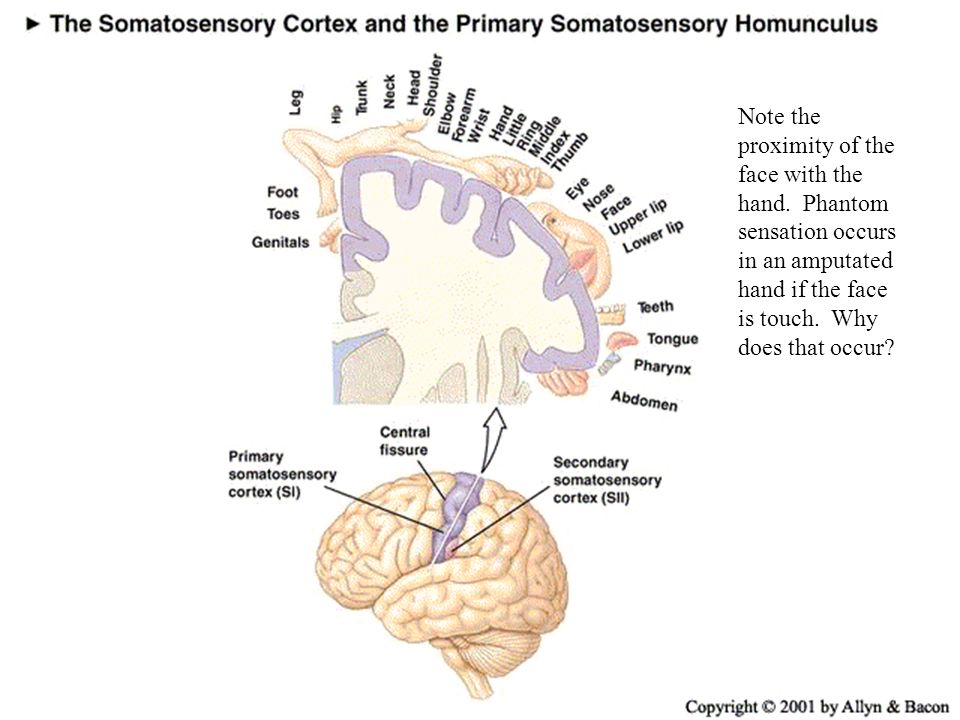 Accuracy of sensory information